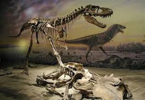 10 Facts about Albertosaurus | Fact File