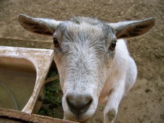 Goat | Reggie the goat. | Brendan DeBrincat | Flickr