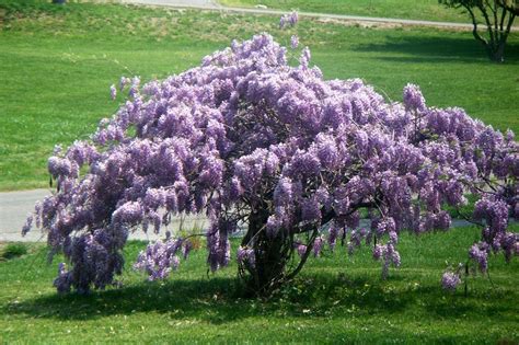 Wisterias: Plant Care and Collection of Varieties - Garden.org