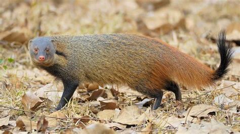 Mongoose Vs Cobra: Who Would Win? | Wildlife sanctuary, Mongoose, Wildlife