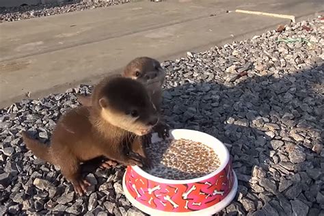 Baby Otters Eating Fill Their Stomachs and Warm Your Heart