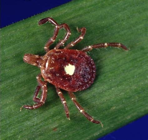 Chiggers vs. Lone Star Ticks in the Hamptons - Hampton Pest Management