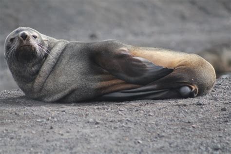 Antarctic fur seal [IMAGE] | EurekAlert! Science News Releases