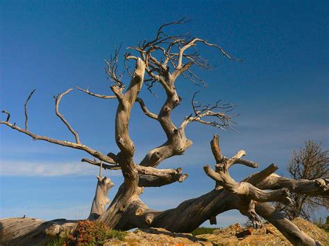 Burmis Tree, Crowsnest Pass | Photo spots, Photo, Great pictures