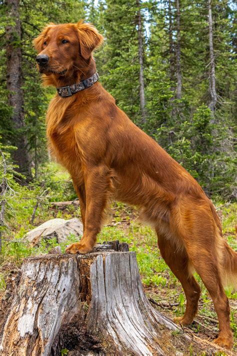 Hunting Retriever Champion Dark Red Field Golden Retriever Stud Dog ...