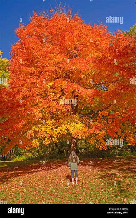 Looking at a Sugar Maple in Fall Colors Stock Photo - Alamy