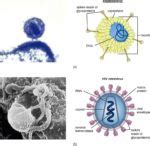 Virus Cell Structure | Anatomy System - Human Body Anatomy diagram and chart images