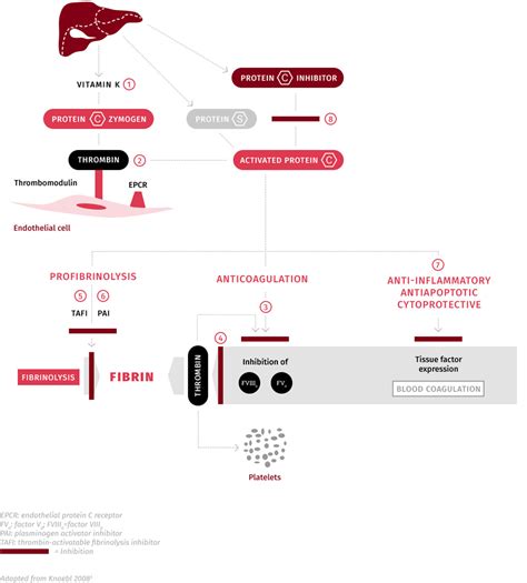 The role of protein C in blood coagulation