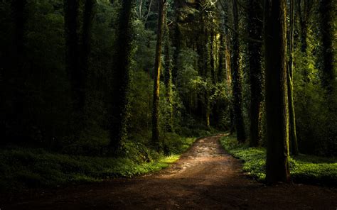 Powerpoint Template Path In Green Forest With Huge Trees