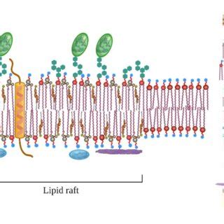 Alterations in lipid rafts and their composition with aging. | Download ...