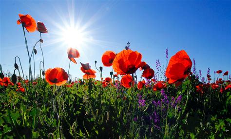 Download Remembrance Day Poppies In Sunlight Wallpaper | Wallpapers.com