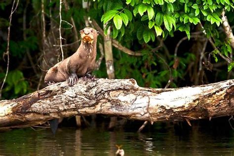 10 Best Tambopata National Reserve Tours & Vacation Packages 2021/2022 - TourRadar