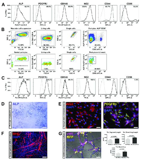 Pericyte characterization. (A) Representative histograms indicating the ...