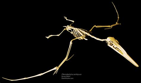 BrantWorks Dinosaur Skeletons