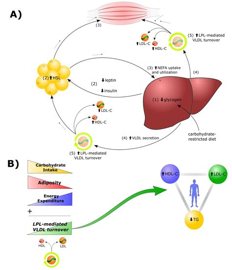 Why Are Lipids Better Energy Storage Than Carbohydrates | Sitelip.org