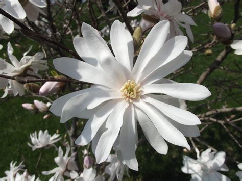 Star Magnolia Tree Flower