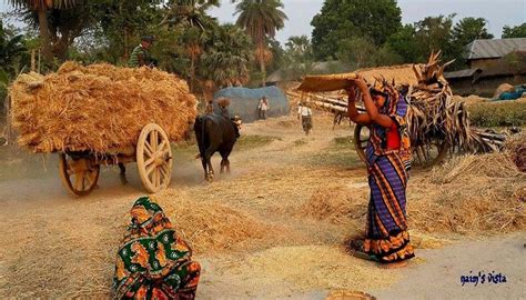 চিরায়ত গ্রাম বাংলা...Rural life in Bangladesh | Patterns in nature ...