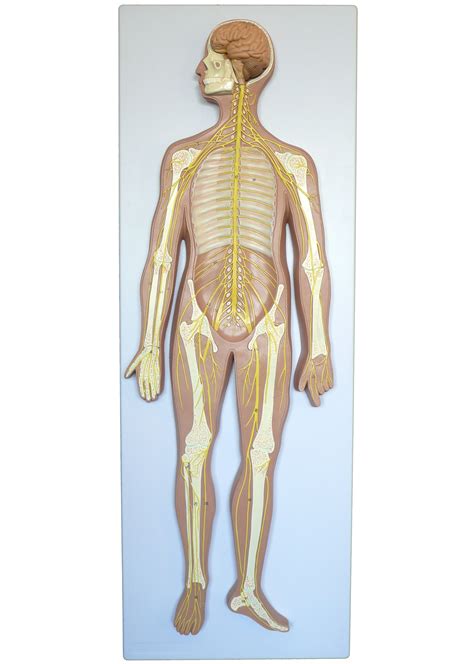 Anatomical Human Nervous System Model | Head and Throat Anatomy – Products – Medical Models