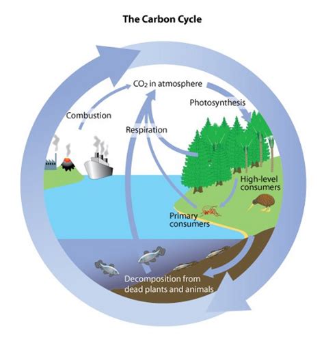 Carbon Cycle Diagram - astonishingceiyrs