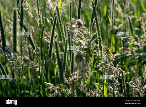 Mixed grasses in a hay field, Warwickshire, UK Stock Photo - Alamy