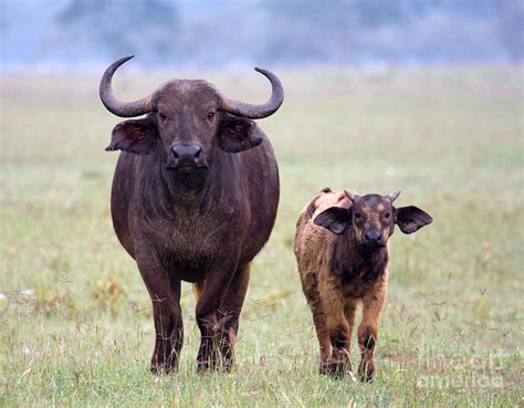 African Buffalo And Calf Photograph by Chris Scroggins