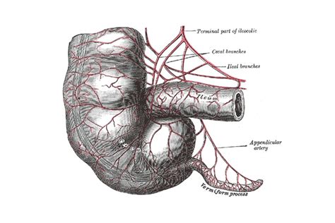 Vermiform Appendix- Useless or not?