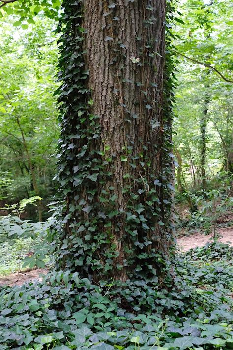 How to Remove English Ivy | Trees Atlanta