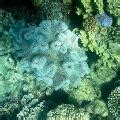 Great Barrier Reef: 91% of reefs surveyed suffered coral bleaching in 2022 - CNN