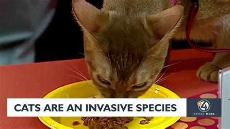 Cats found to be invasive species - YouTube