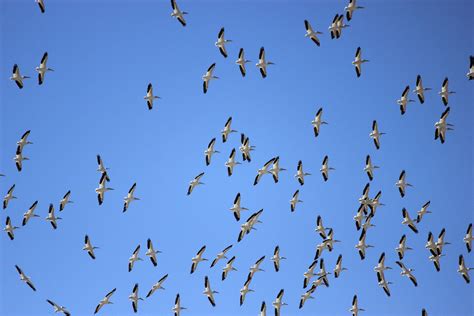 White Pelicans on Migration | Bird, Pelican, Migrations