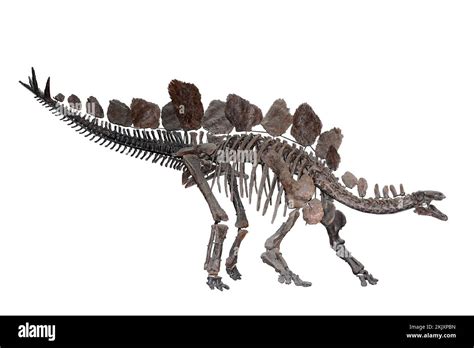 Stegosaurus skeleton isolated hi-res stock photography and images - Alamy