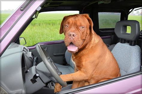Dog Drive 2 Free Stock Photo - Public Domain Pictures