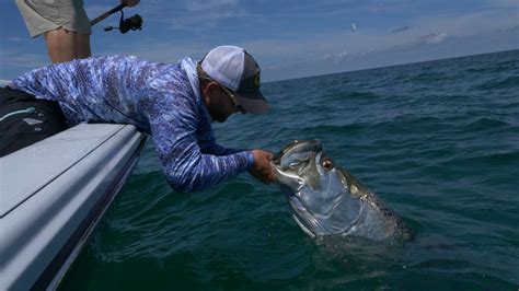 6 Tips for Tarpon: Best Fishing Leaders, Knots and Lures - The Intrepid ...