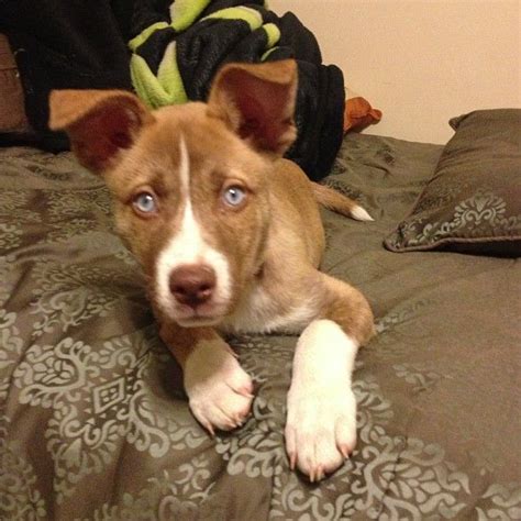 5 month old Pitsky Puppy | Pitsky puppy, Puppies, Pitbull husky