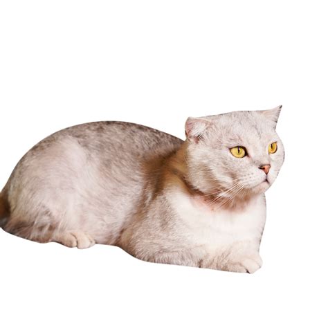 Pet Cat Meow, Cat, Pet Cat, Kitten Cat PNG Transparent Image and ...