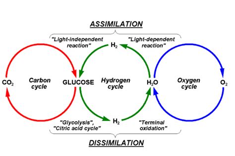 Oxygen Cycle - Meaning, Steps & Diagram with Images and FAQs