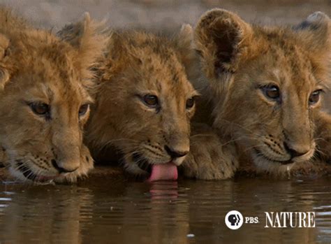 Lion cubs drinking and staying alert | Wild cats, Lion photography ...