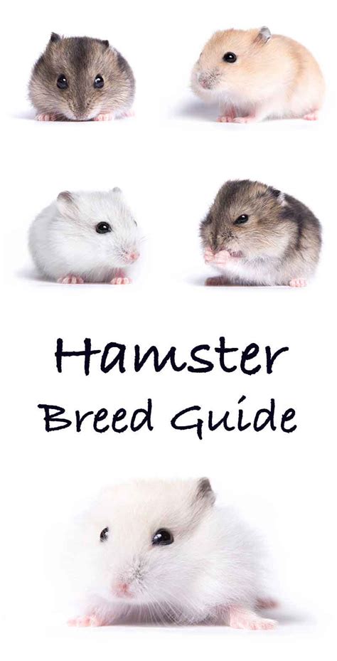 Hamster Breeds - Differences, Similarities, and Choosing the Best One