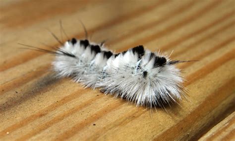 Hickory Tussock Moth Caterpillar | Kevin Harbin, Geek