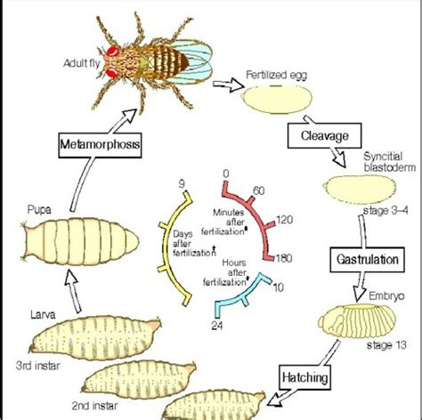 in vitero • drosophila