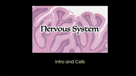 Nervous System: Cells - YouTube