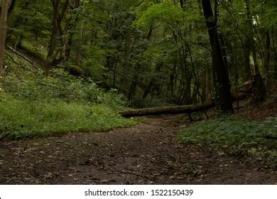 Body Great Cinar Tree Covered Mosses Stock Photo 1906702144 | Shutterstock