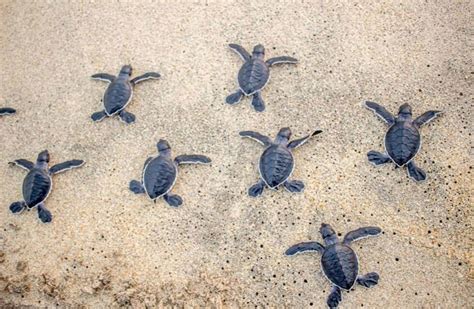 Sea Turtle Conservancy - Goodworld | Power Your Cause