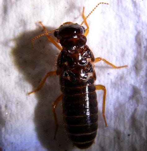 Things To Know About The King Termite - Pest Aid