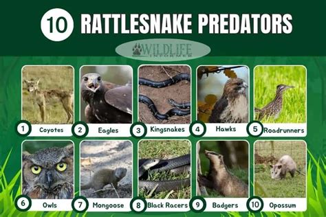 10 Examples of Rattlesnake Predators - Wildlife Informer