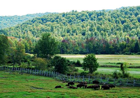 Adirondack Buffalo Company In New York Is An Amazing Animal Farm