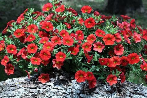 Red Mini Petunias Free Stock Photo - Public Domain Pictures