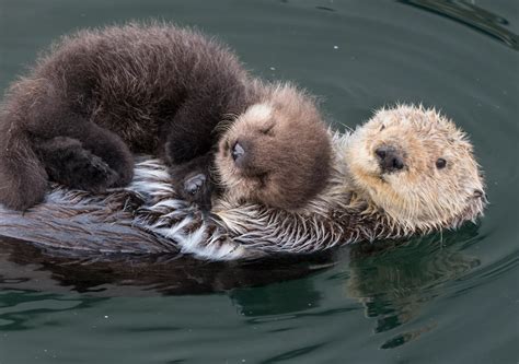 What Do Sea Otters Eat? (Diet & Facts)