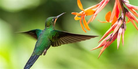 Recipe for Homemade Hummingbird Nectar | Garden Gate Magazine Magazine