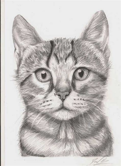 Scaredy Cat, Pencil, A4 - Imgur | Realistic cat drawing, Cartoon cat drawing, Cat face drawing